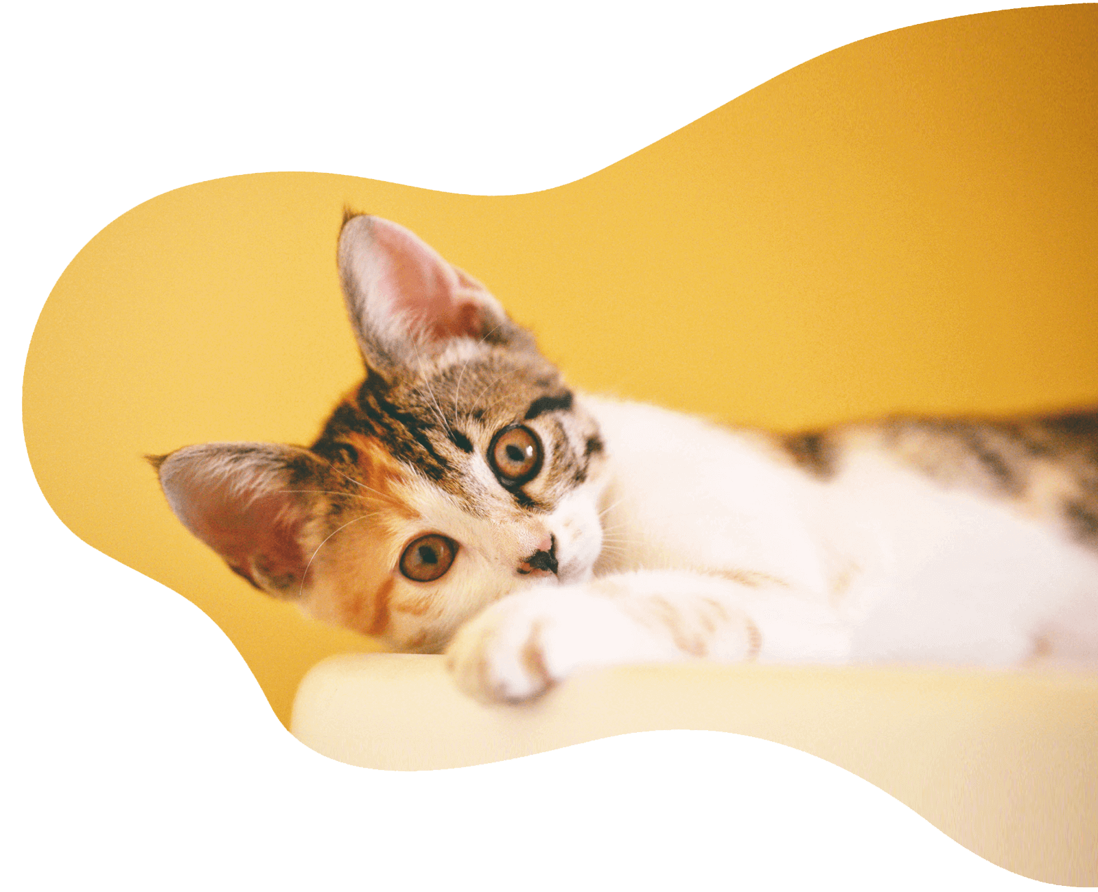 Mordisquitos pet shop tienda online de mascotas en Madrid