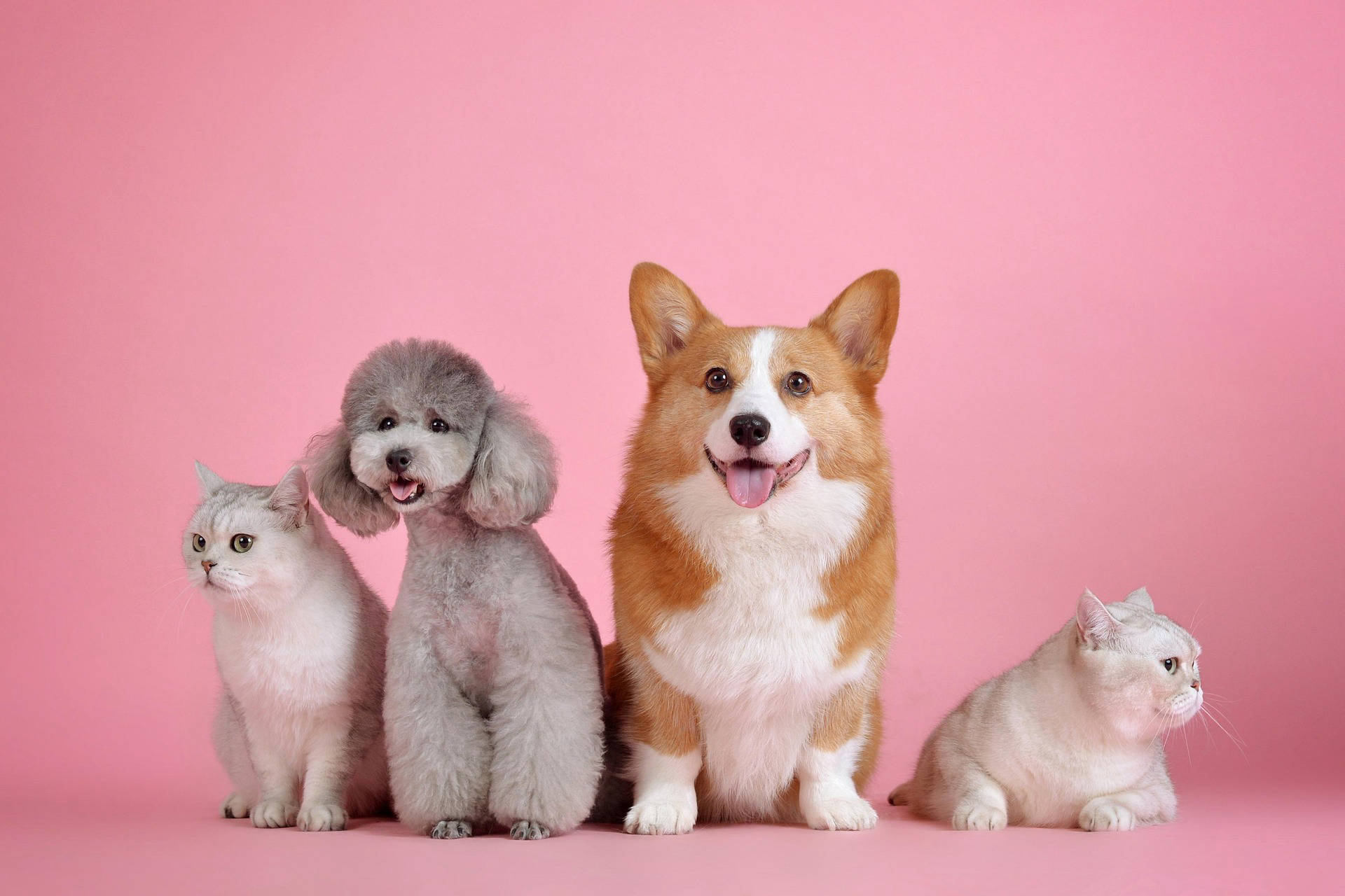 Tienda online de alimentacion y cuidados para perros y gatos