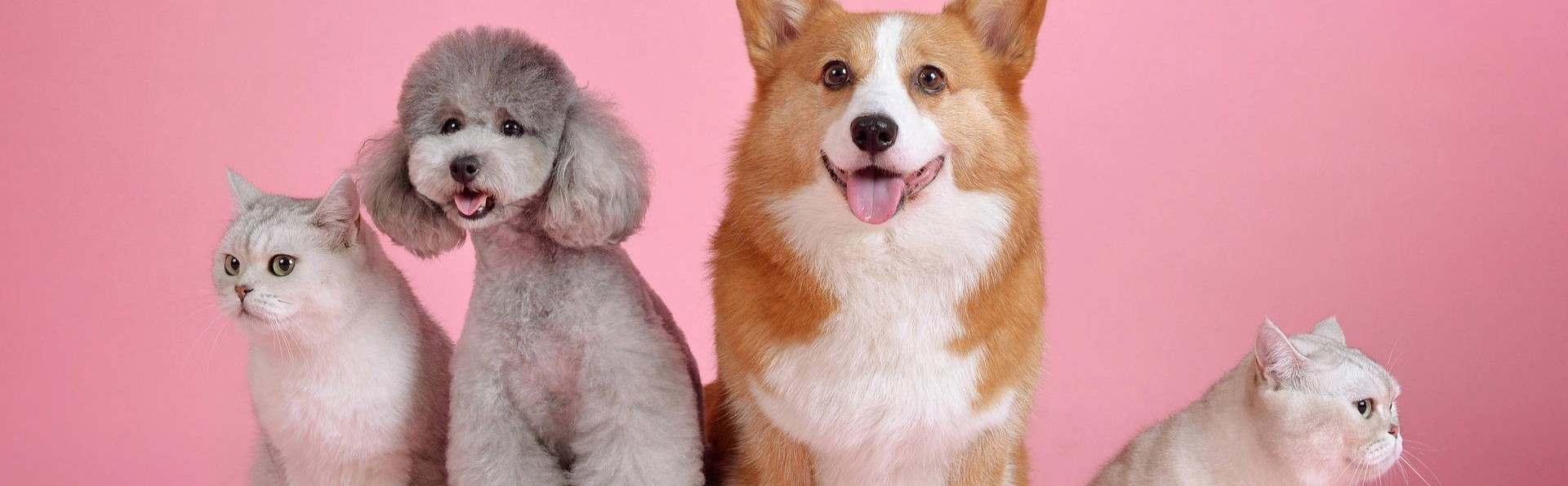 ¿Por qué elegir Mordisquitos Pet Shop?